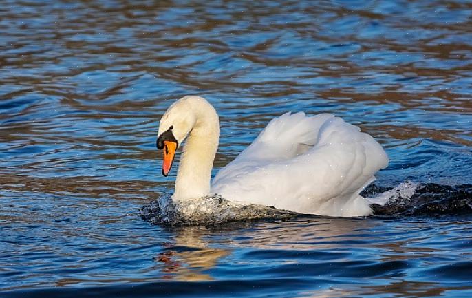 Les cygnes muets sont gracieux sur l'eau mais peuvent sembler maladroits