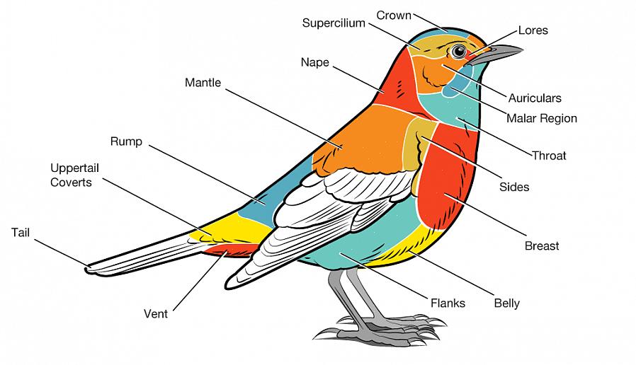 La queue peut être tenue dans différentes positions lorsque l'oiseau est perché ou en vol