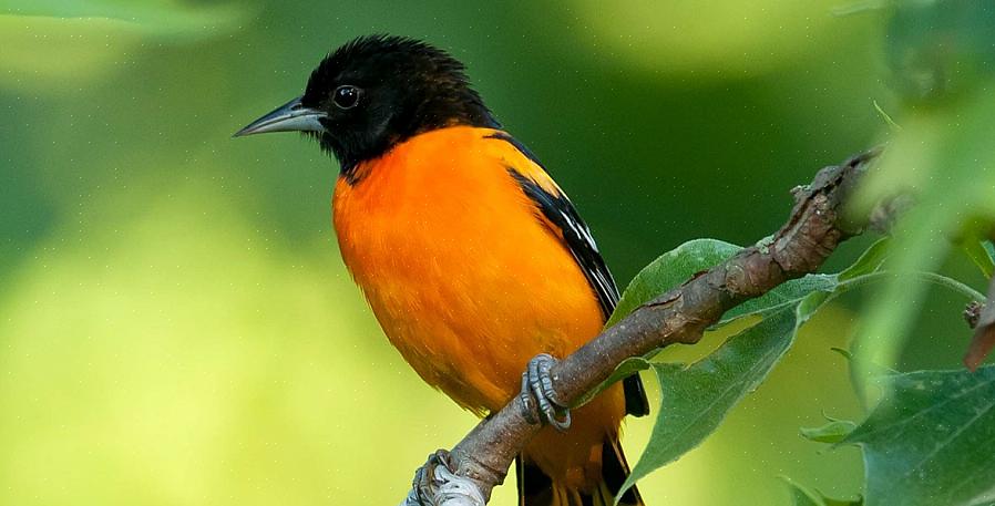 L'oriole de Baltimore est un oiseau chanteur orange aux couleurs brillantes bienvenu dans de nombreux cours