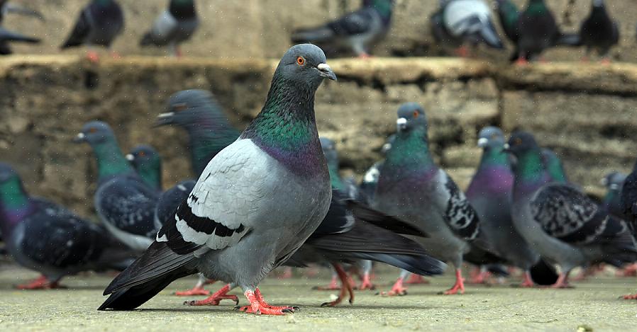 L'ajout de fil enduit autour des mangeoires à oiseaux existantes peut également exclure les oiseaux