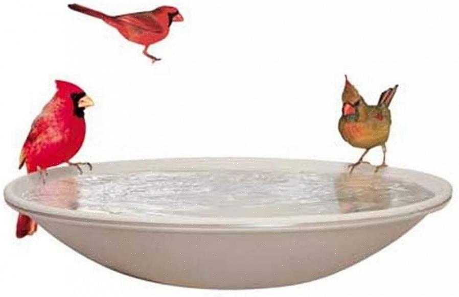 En utilisant un bain d'oiseaux chauffé de manière appropriée