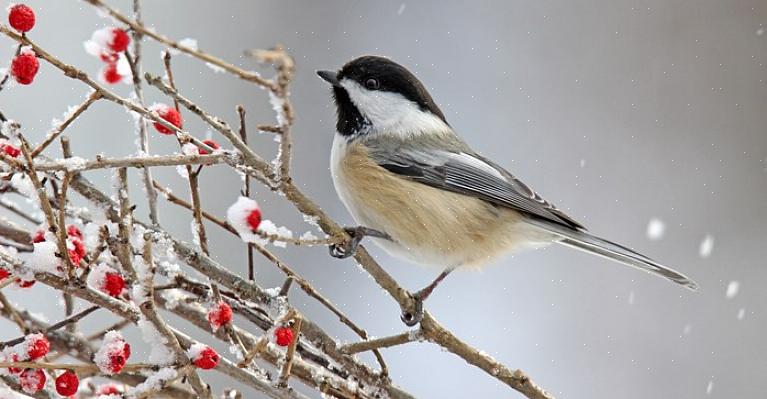 Que mangent les oiseaux d'hiver