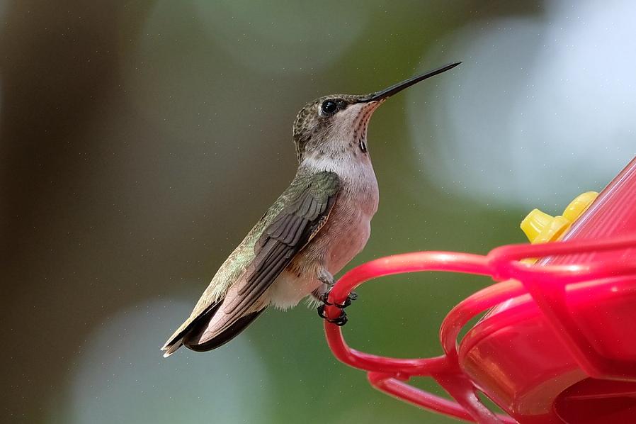 Les colibris à menton noir ont été enregistrés comme s'hybridant avec plusieurs autres espèces de colibris
