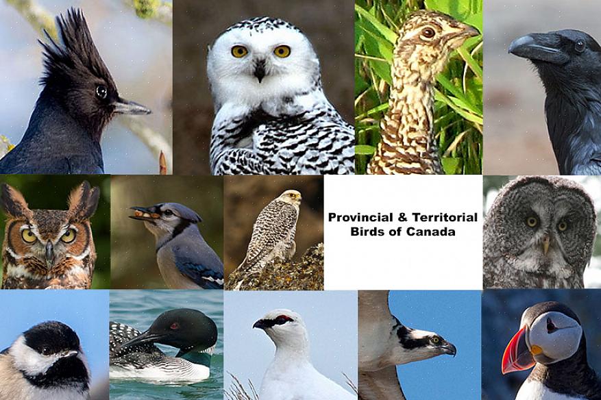Une loi du Parlement serait nécessaire pour reconnaître officiellement le geai gris comme l'oiseau national