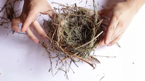 Une excellente façon d'aider à construire un nid d'oiseau est de s'assurer qu'il y a beaucoup de matériaux