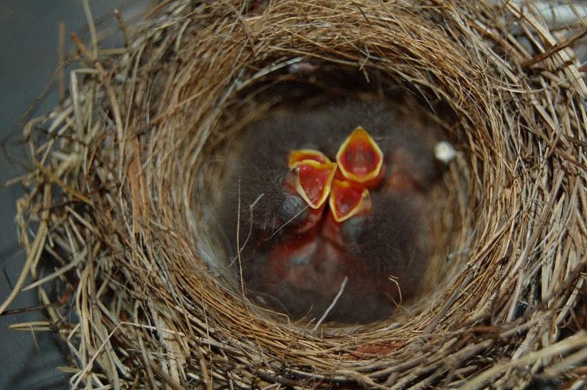 Les ornithologues amateurs peuvent aider à construire un nid d'oiseau