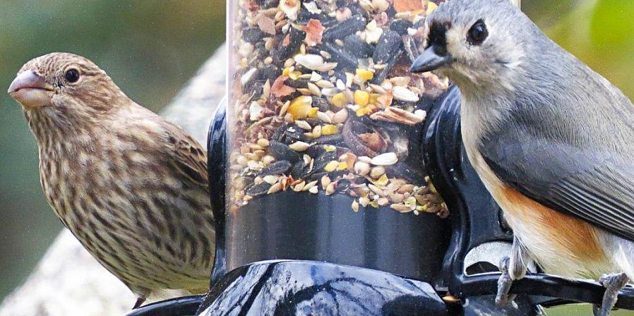 Installer les maisons plus tôt peut aider à attirer les premières espèces nicheuses