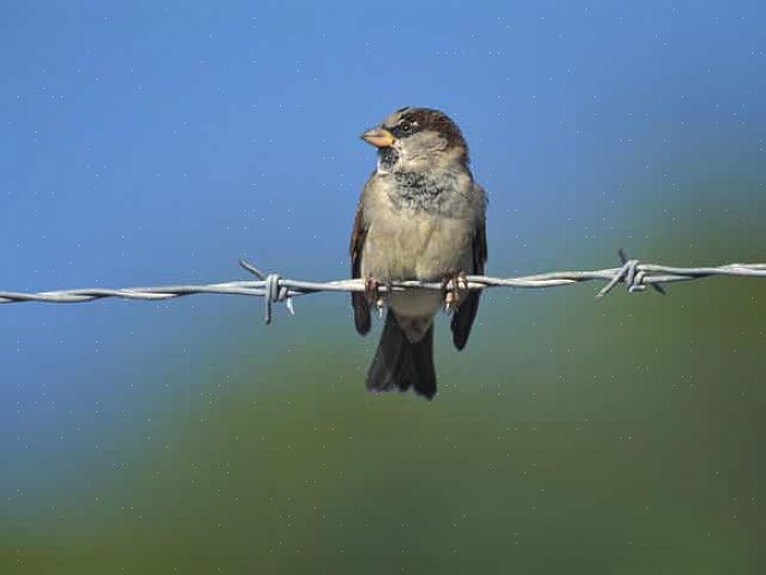 Les moineaux domestiques peuvent causer de nombreux problèmes aux oiseaux indigènes