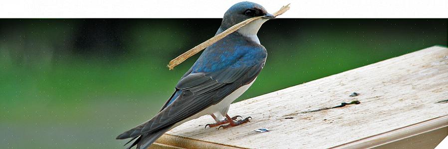 Différents ornithologues amateurs ont des opinions différentes sur les oiseaux nicheurs