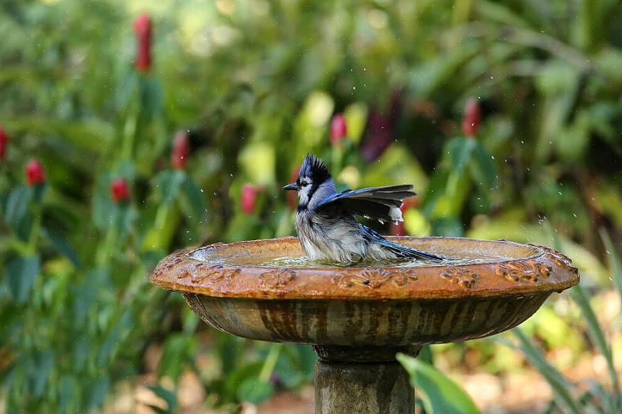 Il est important de comprendre combien de types différents de bains d'oiseaux sont disponibles