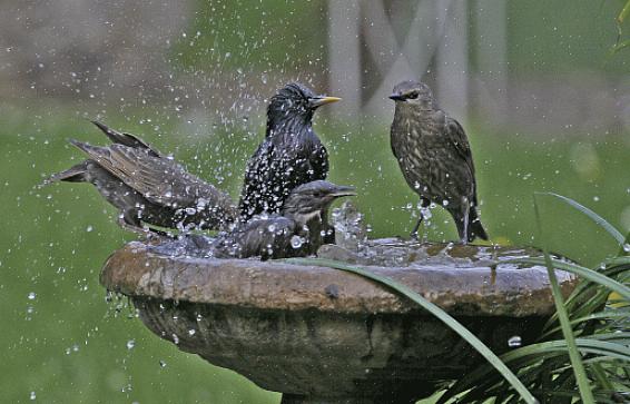 Nettoyez régulièrement les bains d'oiseaux avec une solution d'eau de Javel faible