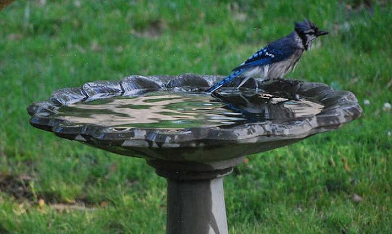Ou regroupez plusieurs petits bains d'oiseaux pour créer une pièce d'eau impromptue qui répondra aux besoins