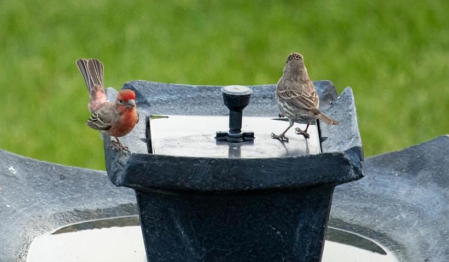 Les baignoires d'oiseaux doivent être placées dans des zones de niveau sûres où elles ne risquent
