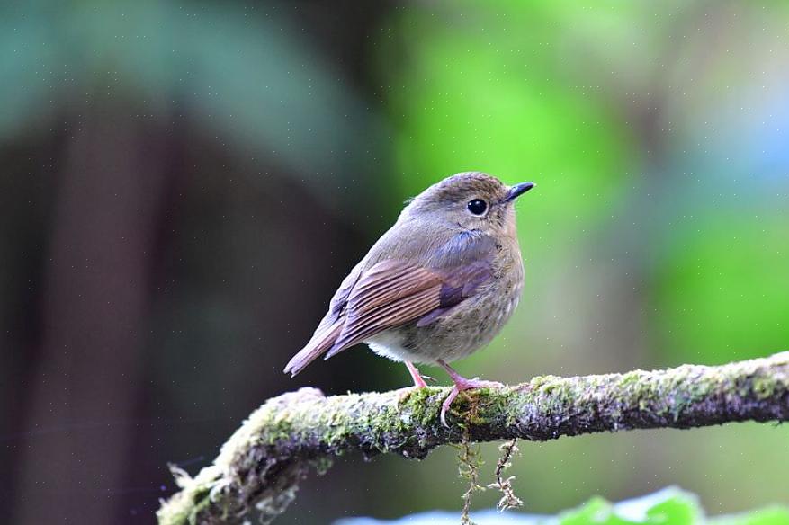 Les bons conseils d'identification du moucherolle peuvent aider les ornithologues amateurs à se sentir plus