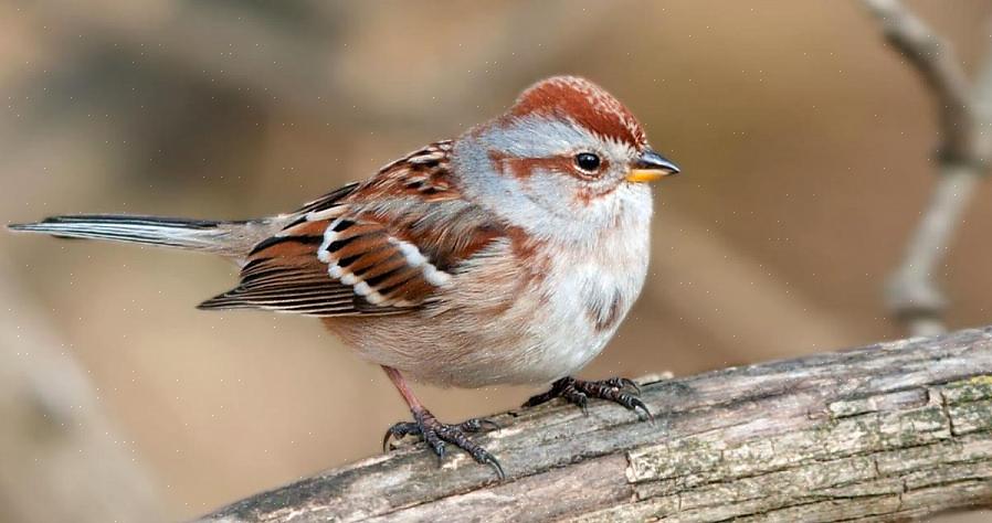 Il n'est pas toujours possible de bien observer un oiseau pour une identification positive