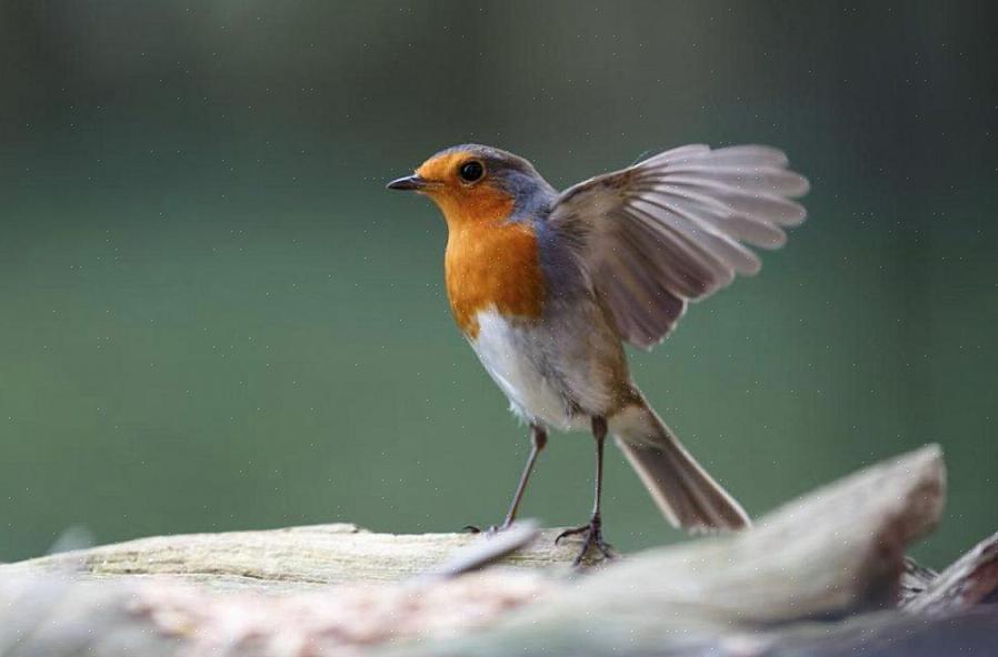 Les oiseaux ont les mêmes cinq sens que les humains - la vue