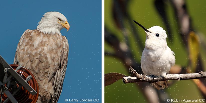 De se déposer correctement sur les plumes d'un oiseau