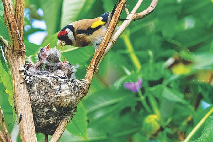 Les oiseaux utilisent une large gamme de matériaux de nidification pour construire la structure globale