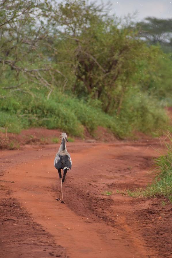 Bird est un terme de vocabulaire de base dans de nombreuses langues