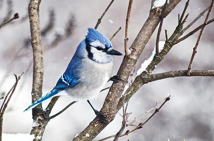 Certains sont des oiseaux de basse-cour communs toute l'année