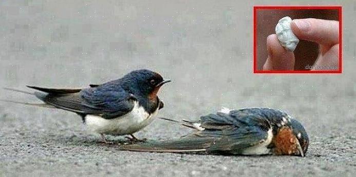 L'idée que les oiseaux meurent en mangeant de la gomme s'est répandue depuis des années par le biais