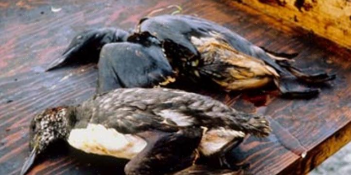 Comprendre comment le pétrole affecte les oiseaux peut sensibiliser à la dangerosité d'un déversement