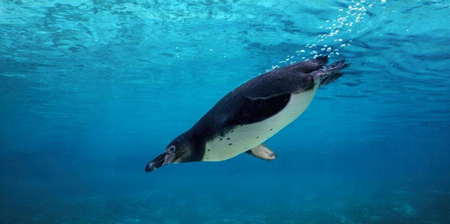 Les nageoires de pingouin ne peuvent être déplacées que de l'épaule
