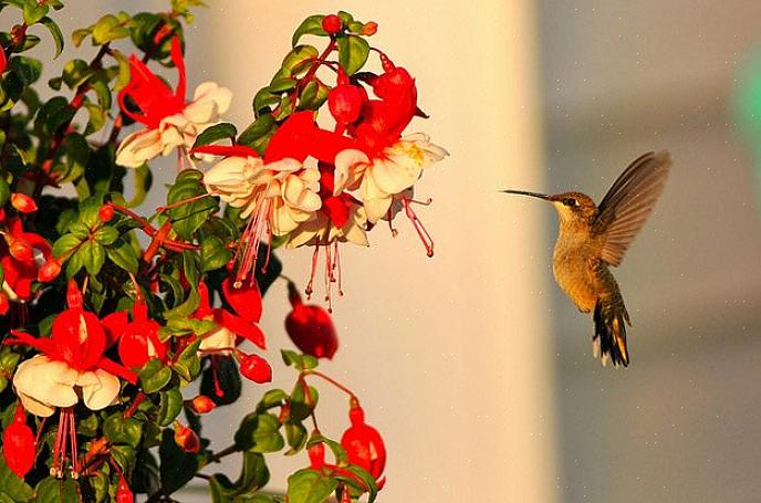 Fleurs avec du nectar pour attirer les colibris Que toutes les fleurs conviennent ou non aux colibris