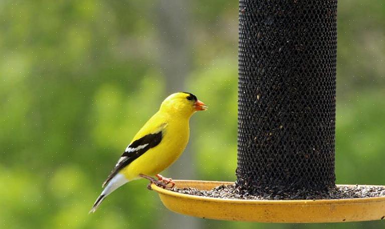 Les oiseaux peuvent consommer des granulés chimiques