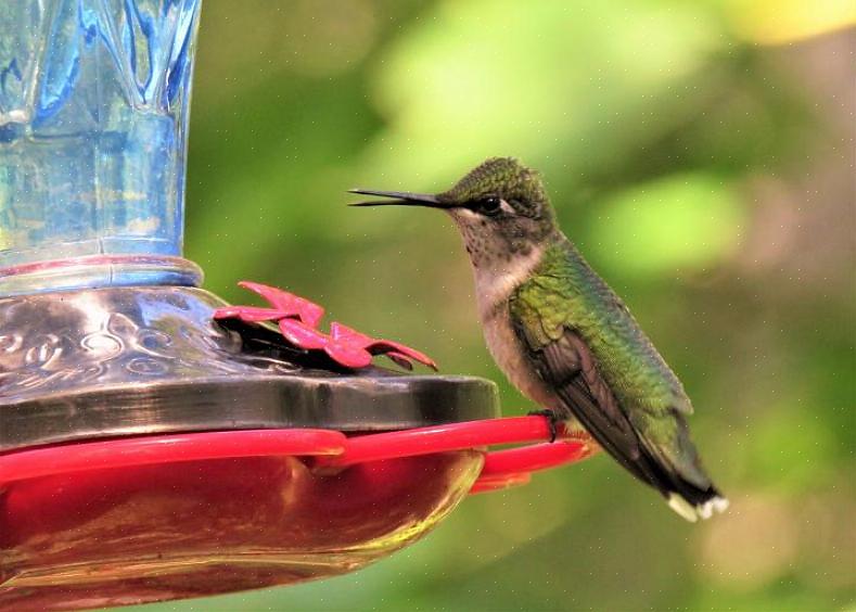 Les colibris ne se trouvent que dans le Nouveau Monde