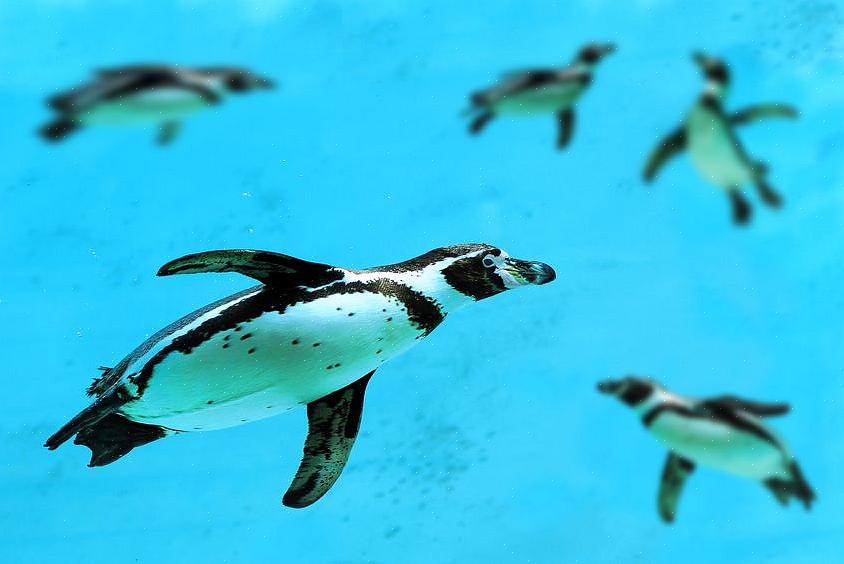Comme l'alimentation des pingouins dépend d'habitats océaniques sains