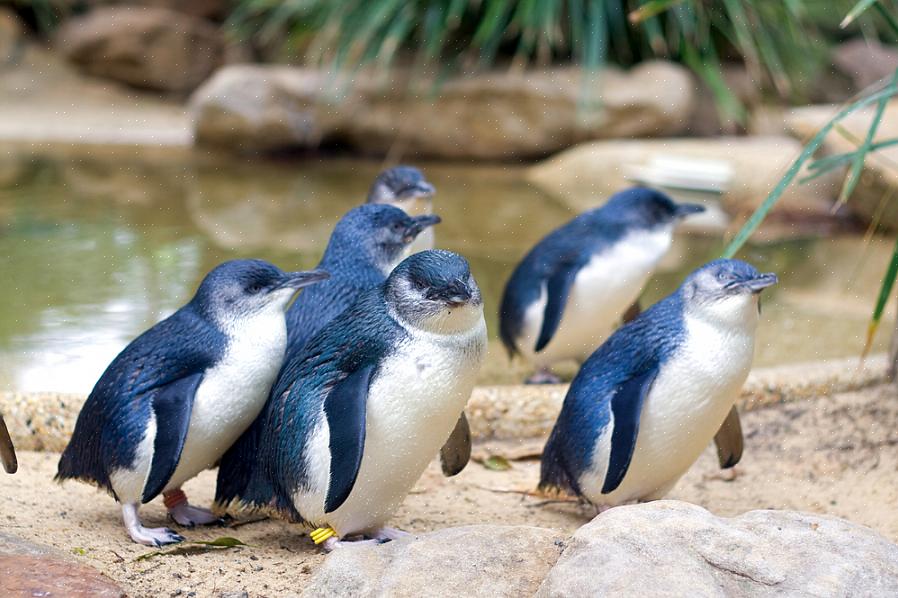Petite identification de pingouin