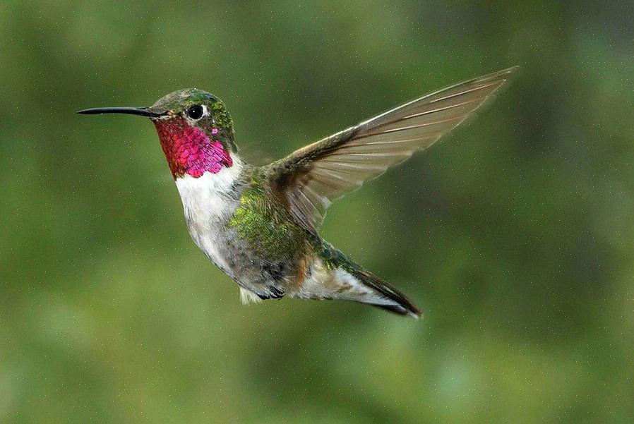 Les becs de colibris sont très fins pour sonder profondément dans les fleurs pour siroter le nectar