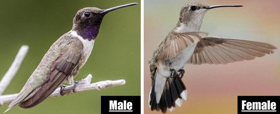 Il existe trois façons fondamentales d'identifier les oiseaux