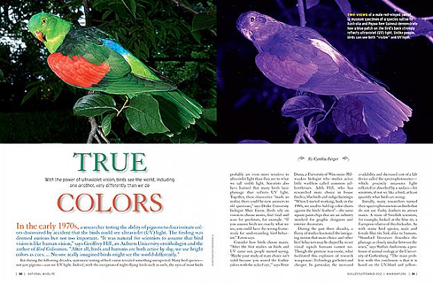 Comprendre comment les oiseaux voient la couleur peut aider les ornithologues amateurs à profiter de ce sens