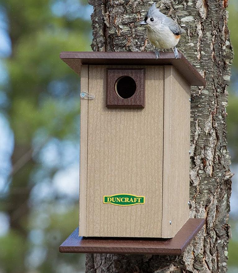 Fournir un abri naturel dans la cour arrière est un moyen idéal pour attirer les oiseaux