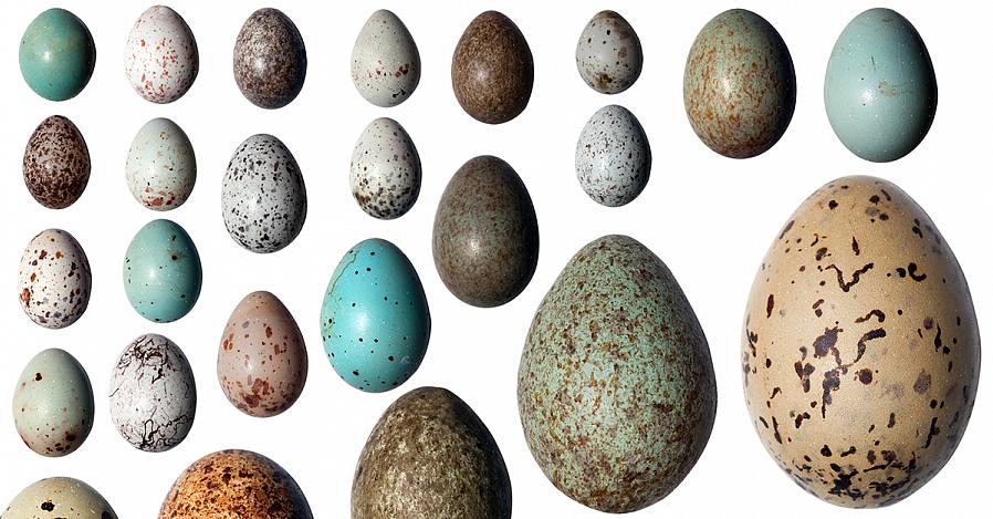 Et l'identification des œufs d'oiseaux fait partie de cette curiosité