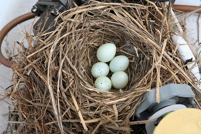 Le moyen le plus simple d'identifier un nid d'oiseau est d'identifier les oiseaux qui le construisent
