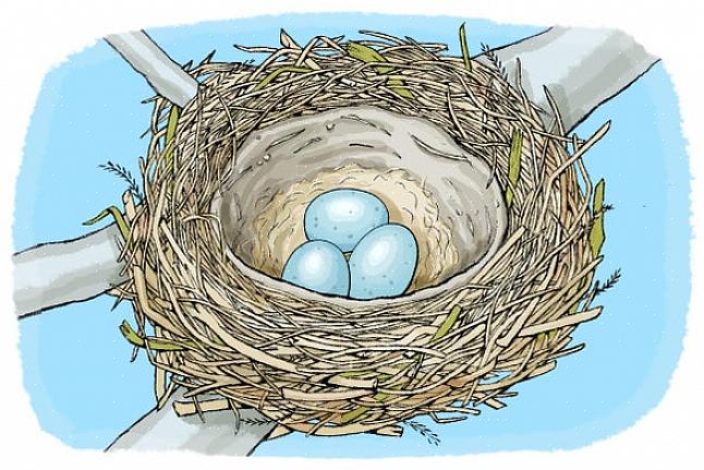 Pourquoi les oiseaux construisent des nids