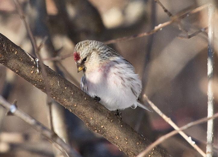 Savoir quels oiseaux mangent Nyjer peut aider les ornithologues amateurs à choisir les meilleures graines