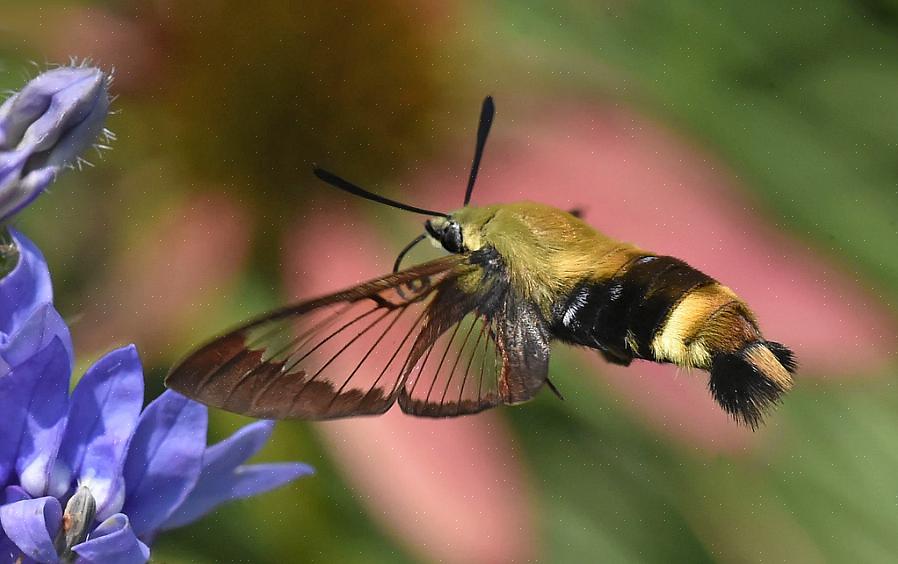 Les papillons de nuit colibris partagent de nombreuses caractéristiques communes avec les colibris