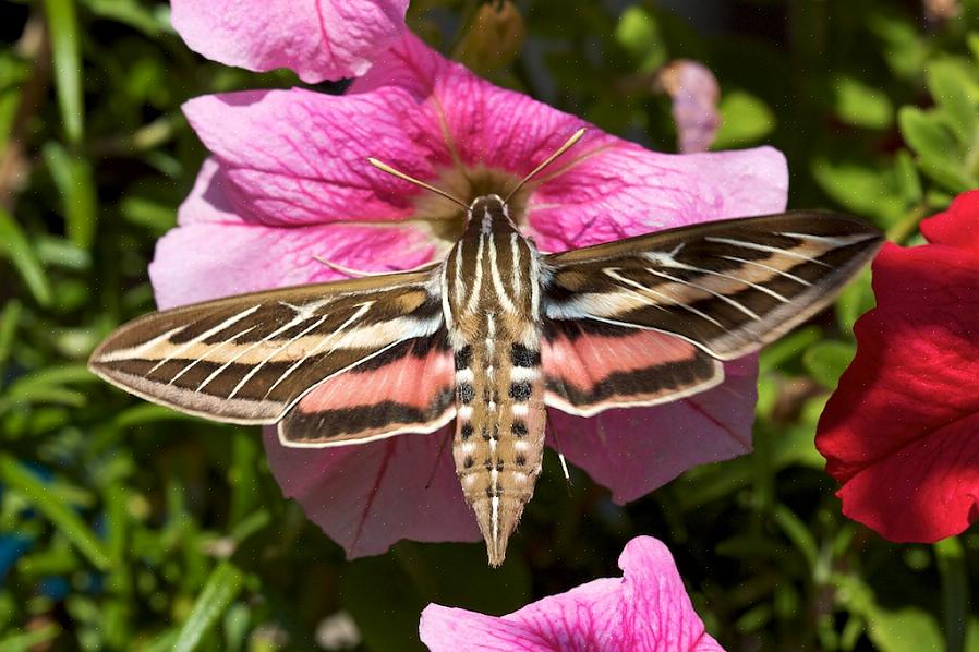 Les papillons de nuit colibris sont des imposteurs fantastiques qui peuvent ressembler de façon frappante
