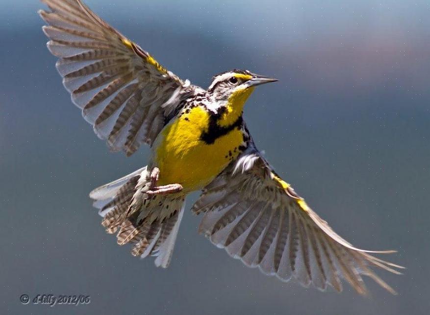 Flying west. Meadowlark. Western Meadowlark. Western Meadowlark по русски.