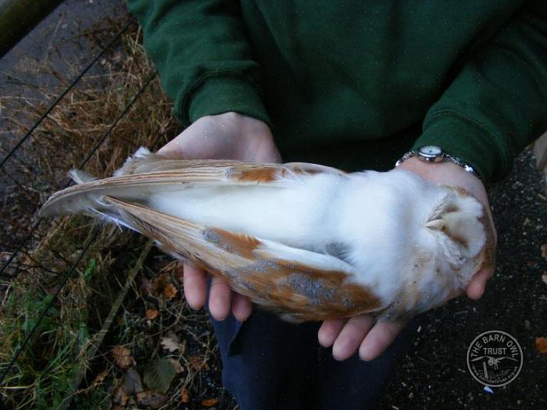 Les orteils de hibou sont également uniques