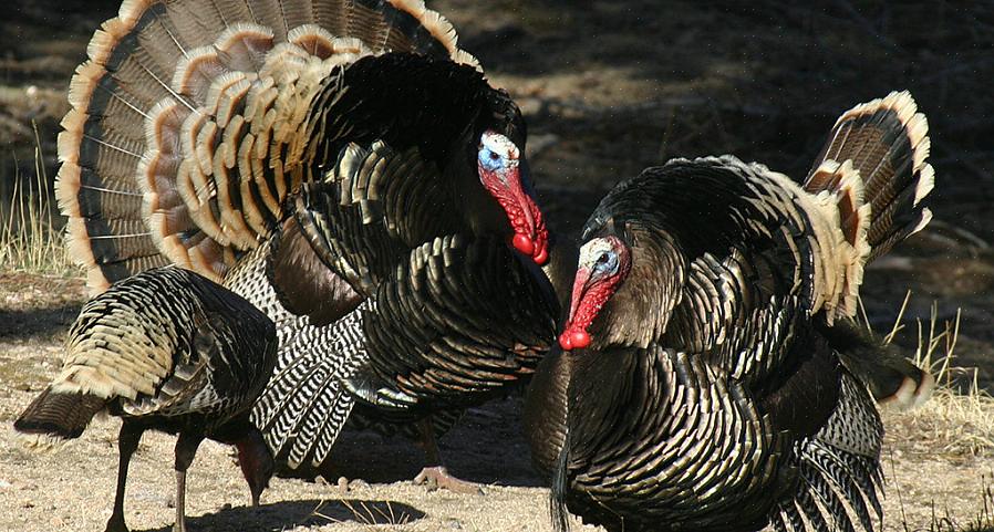 La Fédération nationale du dindon sauvage (NWTF) a été fondée avec une mission comprenant la conservation