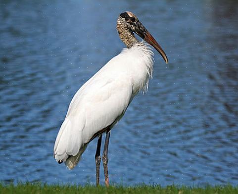 Identification de la cigogne des bois