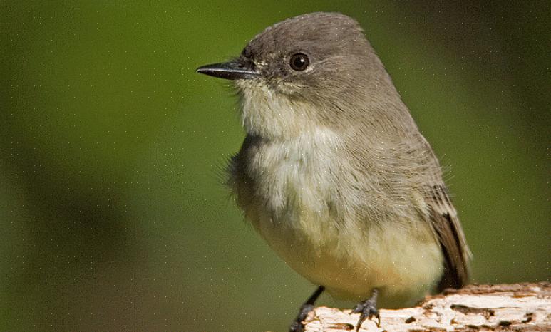 Les phoebes de l'Est nichent souvent sous les ponts