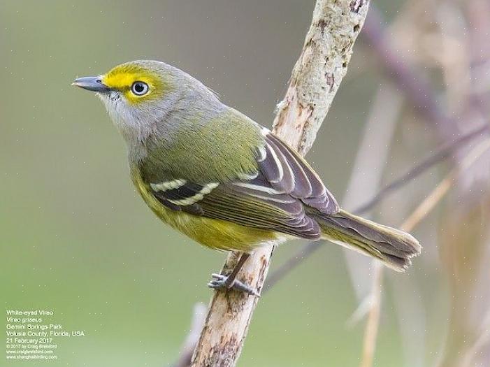 Souvent à la fin de l'automne ou en hiver lorsque les autres oiseaux ont arrêté de chanter