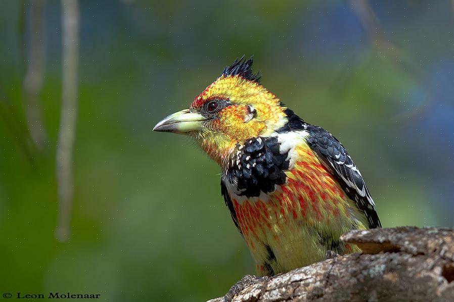 Les barbets à crête sont des oiseaux très vocaux avec un chant strident