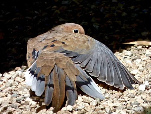 Un habitat pour les oiseaux pour qu'ils conviennent à différents types de colombes